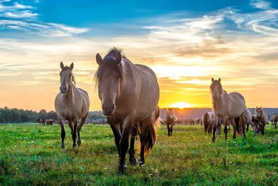 Башкирская лошадь | Туризм и спорт | Дзен