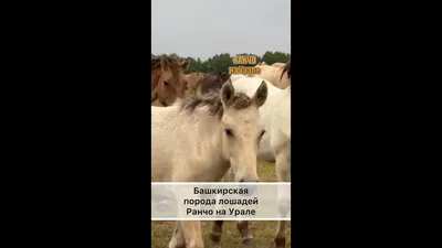 Голосование конкурса приуроченного к фестивалю \"Башкирская лошадь\"
