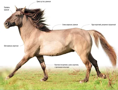 Лошади башкирской породы - терпеливые, выносливые и дружелюбные 🐴 |  Instagram