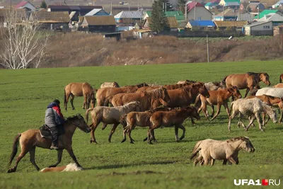 В Башкирии спасут от вырождения легендарную башкирскую лошадь - СобкорУфа -  Новости Уфы и Башкирии