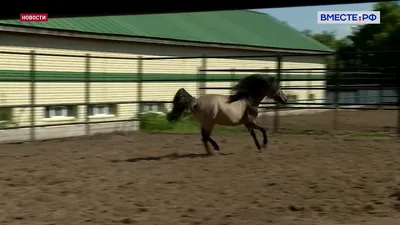 Башкирская лошадь – потомок тарпанов