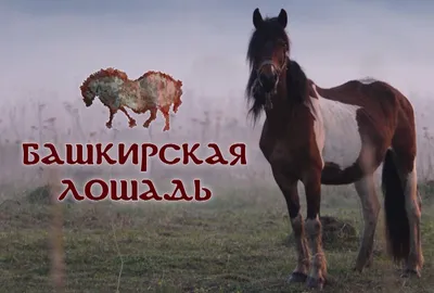 Башкирская лошадь: Порода, закалённая льдом и пламенем. Невероятная  работоспособность и несгибаемость в тяжёлых условиях | Пикабу