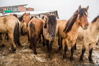 Жителям Санкт-Петербурга расскажут об истории башкирской лошади