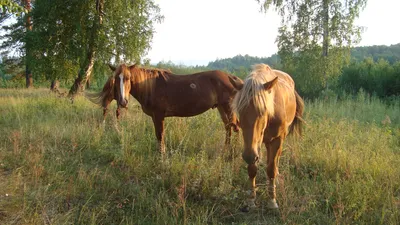 Башкирская лошадь. Достойна ли конного рынка эта порода? | Страница 6 |  Prokoni.ru