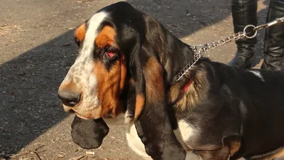 Бассет хаунд (Basset Hound) - собаки интересны, любознательны и прекрасно  относятся к детям.