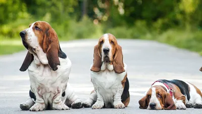 Собака Бассет-хаунд - фото и описание породы, цены на щенков, минусы и  плюсы | Pet-Yes