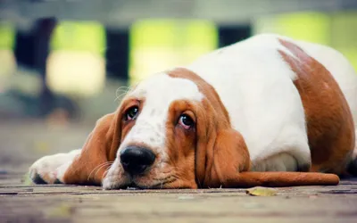 Бассет хаунд реалистичная акварель с собакой в интернет-магазине Ярмарка  Мастеров по цене 595 ₽ – NZO8QBY | Картины, Азов - доставка по России