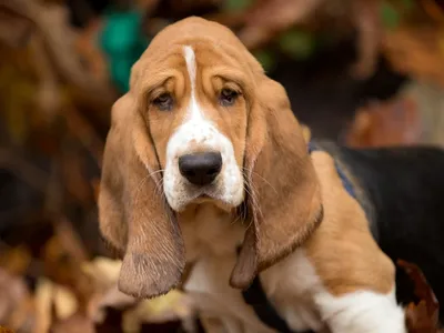 Самая ушастая собака в мире — бассет по кличке Джефри - Рамблер/новости