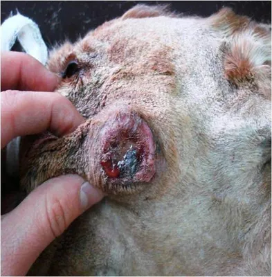 Опухоли кожи у животных