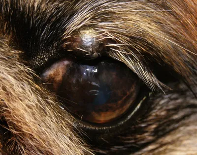 Случаи плоскоклеточного рака глаза у собаки и кошки / Ветеринария