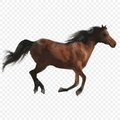 бегущая лошадь степная верховая езда PNG , лошадь, элемент, Бег PNG  картинки и пнг PSD рисунок для бесплатной загрузки