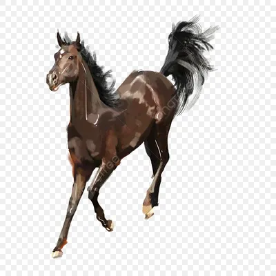 бегущая лошадь PNG , лошадь, элемент, животное PNG картинки и пнг PSD  рисунок для бесплатной загрузки