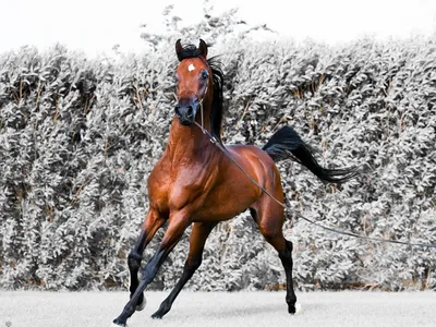 Бегущая Лошадь — стоковые фотографии и другие картинки Бегать - Бегать,  Белоруссия, Горизонтальный - iStock
