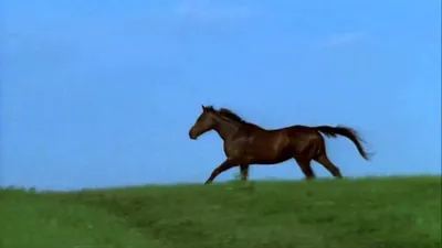 Бегущая лошадь » maket.LaserBiz.ru - Макеты для лазерной резки