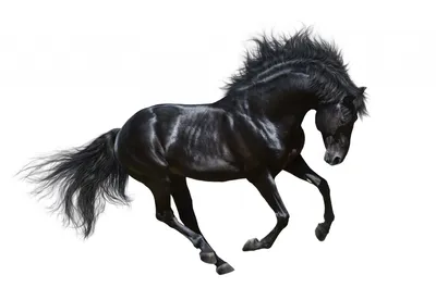 Картины для домашнего декора бегущая лошадь, картины для украшения лошадей,  подходят для современной гостиной и спальни | AliExpress
