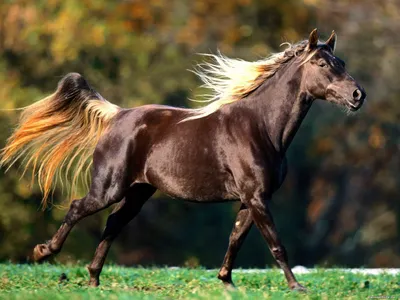 Холст 70х50 см «Бегущая лошадь» по цене 822 ₽/шт. купить в Хабаровске в  интернет-магазине Леруа Мерлен