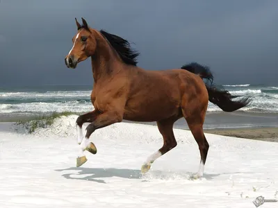 бегает лошадь PNG , лошадь клипарт черно белый, лошадь, запустить PNG  картинки и пнг рисунок для бесплатной загрузки
