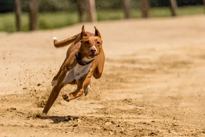 Собака Бежит Гонки - Бесплатное фото на Pixabay - Pixabay