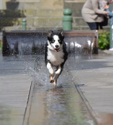 Профессиональное фото, собака бегущая …» — создано в Шедевруме