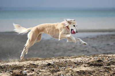 Бегущая собака стоковое фото ©yulia-zl18 33003561