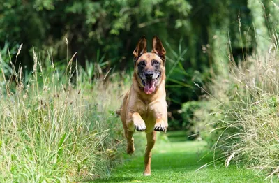 Бегущая Собака Чернила Акварель Стоковая иллюстрация ©alexblacksea  #409158204