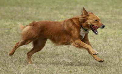 Собака, бегущая в воздухе | Премиум Фото