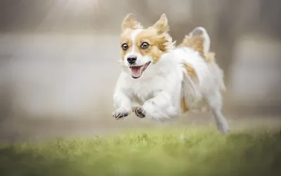 Фото Щенок Бордер-колли собака бегущая прыгать животное