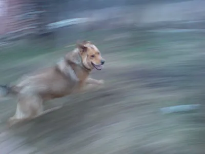 Зимний снег бегущая собака иллюстрация ai скачать скачать Зимняя бегущая  собака вектор - Urbanbrush