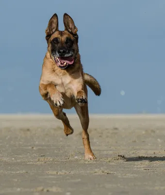 Собака бежит на поле стоковое фото. изображение насчитывающей приятельство  - 97816750