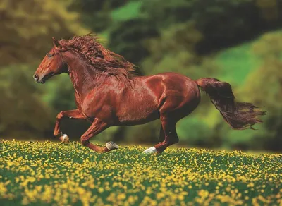 Бегущий конь (60 фото) | Лошади, Коричневая лошадь, Породистые лошади