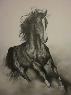 Бегущий конь - Изобразительное искусство - Карандаш, ручка, фломастер.