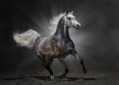Фотообои \"Бегущий белый конь\" - Арт. 180385 | Купить в интернет-магазине  Уютная стена
