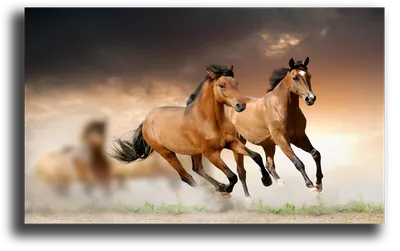 симпатичный бегущий конь пони черно-белый векторный силуэт Иллюстрация  вектора - иллюстрации насчитывающей ферма, монохромный: 216415440