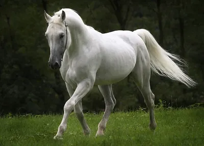 🐎 Белая лошадь, белоснежная грива, …» — создано в Шедевруме
