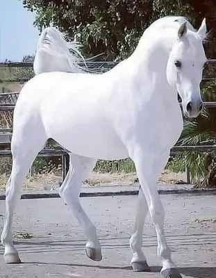 Белая лошадь - Схемы вышивки - Крис__Тина__ - Авторы - Портал «Вышивка  крестом | Weird animals, Photoshopped animals, Horses