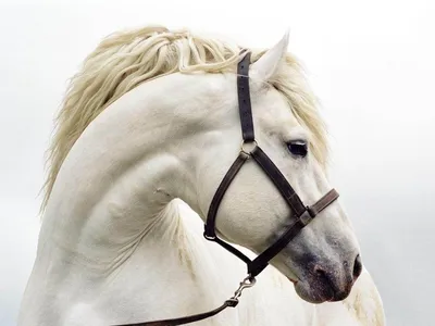 Olga Lubimova on X: \"Красавец🤍. Белая лошадь Томпсонов! Это порода  лошадей, выведенная в Америке, в штате Иллинойс в 1908 году. Это  единственная порода, где лошади рождаются белыми снаружи и «внутри».  Томпсоны не
