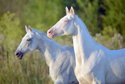 белая лошадь стоит в снегу, белая лошадь, Hd фотография фото, лошадь фон  картинки и Фото для бесплатной загрузки