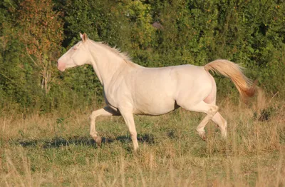 Пазл Castorland \"Белая лошадь\" 1000 деталей - купить пазлы - hobby-puzzle.ru