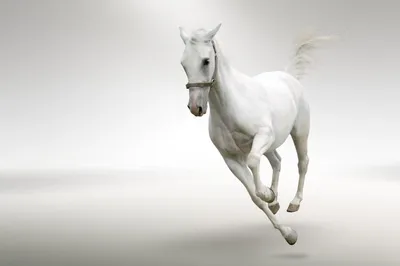 Белая лошадь стоит на фоне леса с инее Stock Photo | Adobe Stock