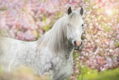 Белая лошадь - Натурализм