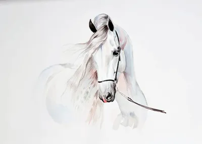 Фотообои Рисунок белая лошадь на заказ любой размер, код:10154 | ЭкоПринт