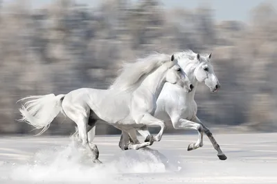 Белая лошадь» картина Куприяновой Натальи (холст, смешанная техника) —  купить на ArtNow.ru