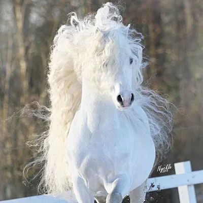 Фотообои Красивая белая лошадь купить на стену • Эко Обои