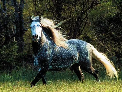 Красивая белая лошадь в полный рост…» — создано в Шедевруме