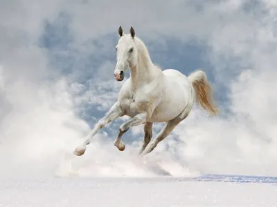 Загородный конный клуб под Екатеринбургом | Сайт базы отдыха «Белая Лошадь»