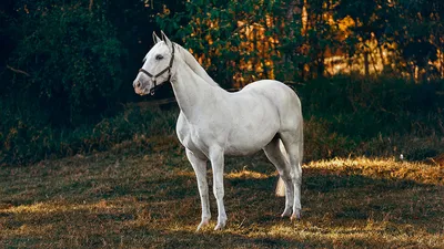 Красивая белая лошадь с золотой …» — создано в Шедевруме