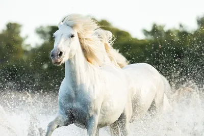 Фотообои Красивая белая лошадь на стену. Купить фотообои Красивая белая  лошадь в интернет-магазине WallArt