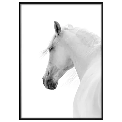 Картина маслом \"Белая лошадь\" — В интерьер