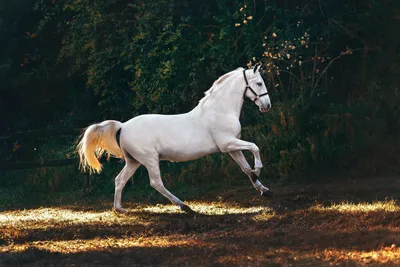 Скачать 1920x1200 белая лошадь, песок, море, бежать обои, картинки