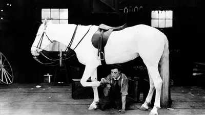 Купить фотообои Лошади «Белая лошадь и вода» | PINEGIN